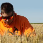 Tyler Bartmanovich, who farms near Glenlea, Man., helped estimate the wheat yield potential from one of his crops south of Winnipeg July 30. He is hoping for a wheat yield of 50 to 60 bushels per acre. | Robert Arnason photo