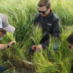 Gary Sollid, left, Nutrien agronomist, Derek Dery, regional manager for north Saskatchewan with FarmLink Solutions, and Rick Taciuk, marketing adviser at FarmLink, count barley plants in a field near Rosthern, Sask. | Karen Briere photo