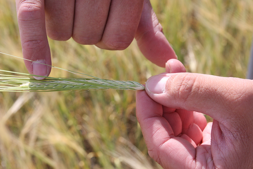 Wheat kernels are counted in a field near Milden, Sask.  |  Harrison Brooks photo