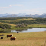 Alberta ranchers who lease public land for grazing, and manage that land well, will be eligible for leases up to 20 years in duration once a new provincial policy comes into effect.
| File photo