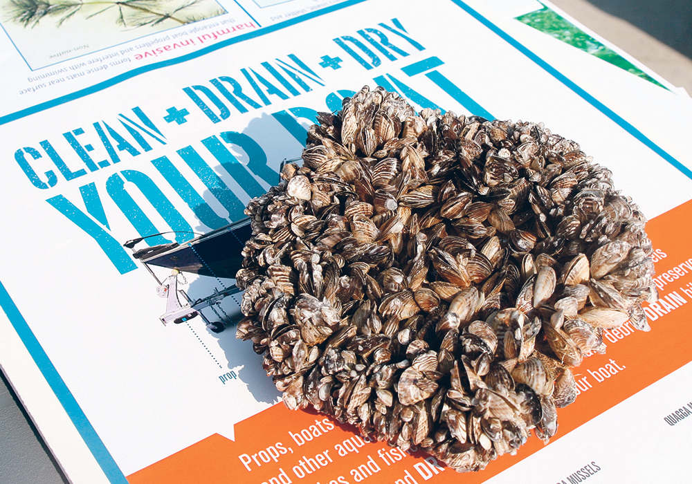 Invasive mussels pose a significant threat to water-related infrastructure such as hydro facilities and agricultural irrigation.  |  File photo