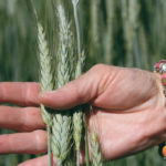 Producers in some parts of the United States are starting to grow triticale as irrigation supplies decline because the crop requires less water. | File photo