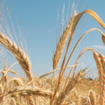 Those who support developing a food market for triticale face research funding hurdles. | File photo