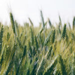 Triticale starch accumulation is slower than barley, and delaying harvest until there is 30 to 40 percent dry matter will make more starch and digestible fibre available. | File photo