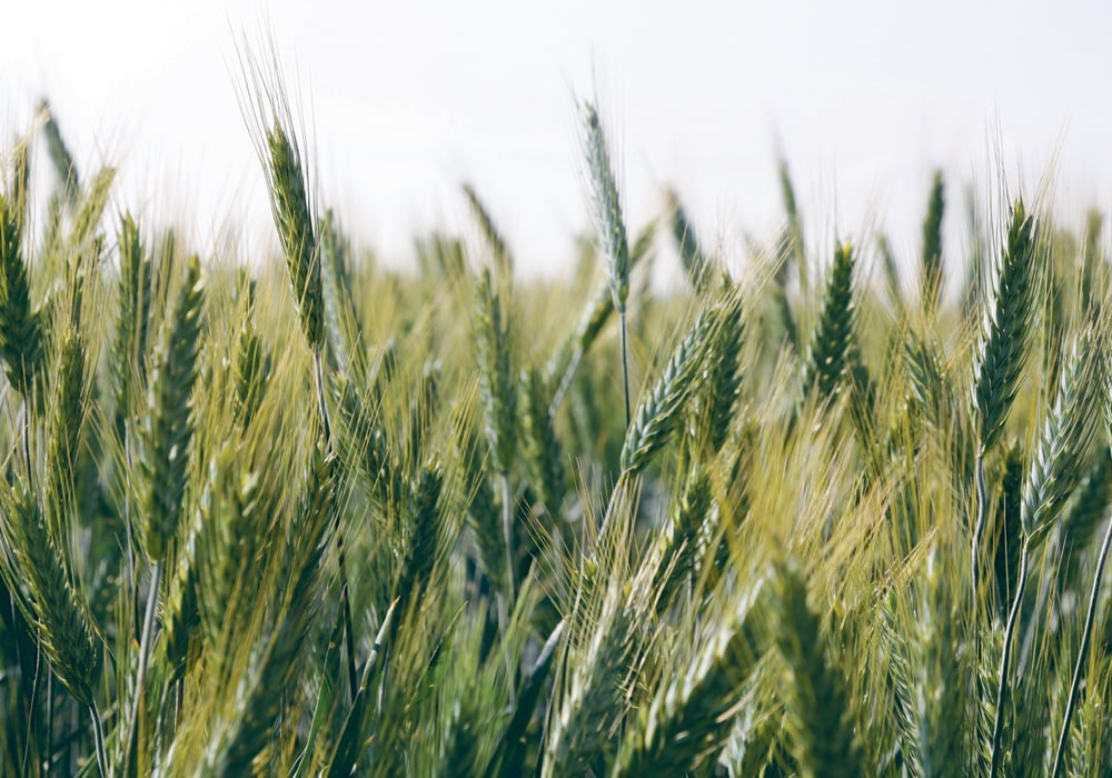 Triticale starch accumulation is slower than barley, and delaying harvest until there is 30 to 40 percent dry matter will make more starch and digestible fibre available.  |  File photo