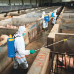 Local husbandry and veterinary bureau workers in protective suits disinfect a pig farm as a prevention measure for African swine fever in Jinhua, China. | Reuters photo