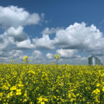 The Protein Highway is a strategy developed by the Canadian consulate in Minneapolis to connect plant protein producers and processors in Western Canada and the U.S. Upper Midwest. With mountains of soybeans, dry beans and other high-protein crops grown in that region of the U.S. and huge amounts of canola and pulse crops grown in the adjoining Canadian provinces, the centre of North America is uniquely positioned to boost plant protein production.
| Paul Yanko photo