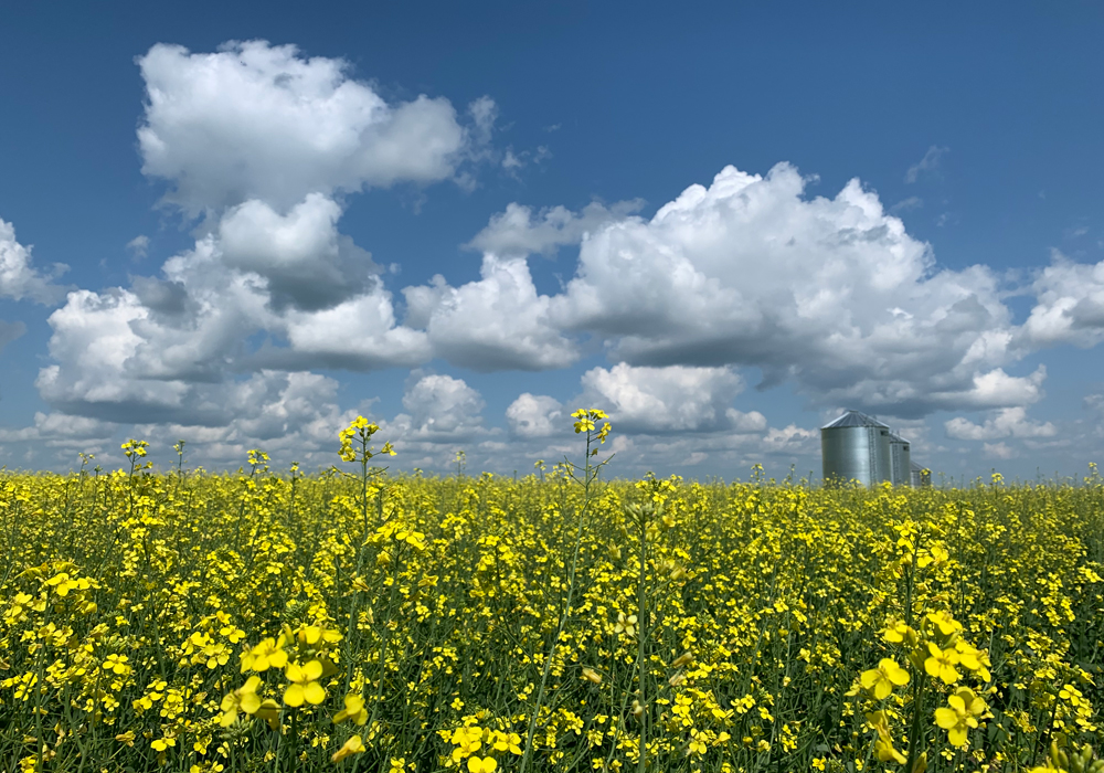 The Protein Highway is a strategy developed by the Canadian consulate in Minneapolis to connect plant protein producers and processors in Western Canada and the U.S. Upper Midwest. With mountains of soybeans, dry beans and other high-protein crops grown in that region of the U.S. and huge amounts of canola and pulse crops grown in the adjoining Canadian provinces, the centre of North America is uniquely positioned to boost plant protein production.  | Paul Yanko photo