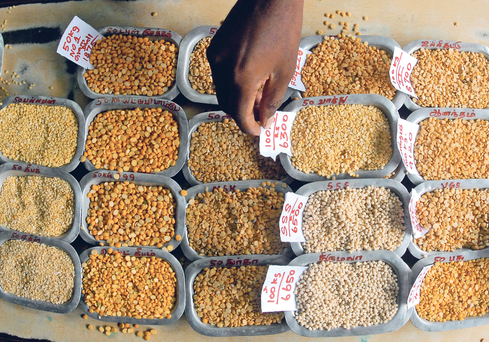 Growers planted a record 4.33 million acres of peas this spring and the crop is in good condition heading into harvest. However, that success comes at the same time as international markets dry up.  | Reuters/Babu photo