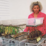 Yamily Zavala, head of the CARA soil laboratory at Oyen, Alta., demonstrates water infiltration on different soil samples she has collected. Most prairie soil is compacted with poor infiltration. | Barbara Duckworth photo