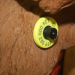As a livestock auction market owner from Tennessee, Jennifer Houston understands the value of traceability.
| File photo