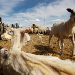The infected animal had lived in more than one place so two separate flocks are involved. Exact locations were not revealed, standard practice when reportable livestock diseases are found.
| File photo