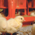 These week-old chicks on a Saskatchewan broiler farm reach maturity at about six weeks. Some consumers are looking for chicken reared over longer periods, despite the decreased efficiency and increased carbon footprint. | Michael Raine photo
