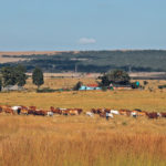 Cows graze near Lawley, South Africa, south of Johannesburg, this spring. Livestock contributes about 51 percent to the agricultural economy in the country, with global sheep and beef prices rising after droughts in major producing areas. | REUTERS/Siphiwe Sibeko photo