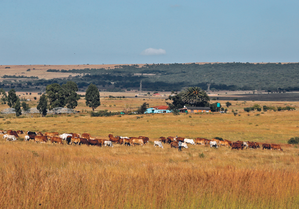 Cows graze near Lawley, South Africa, south of Johannesburg, this spring. Livestock contributes about 51 percent to the agricultural economy in the country, with global sheep and beef prices rising after droughts in major producing areas.  |  REUTERS/Siphiwe Sibeko photo