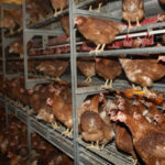 Scientists have now found a way to increase vitamin D content in eggs by exposing lay hens to UV light. | File photo