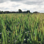A corn crop stands before one of the Schafer farm sites near Goodhue, Minnesota. The family also grows alfalfa and various cover crops. | Barb Glen photo
