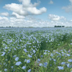 Stats Canada has forecasted Canadian flaxseed acres at 937,000 this year, up from 857,000 in 2018. Meanwhile, the U.S. Department of Agriculture projected flax acres at 355,000, up from 208,000 acres in 2018. | Paul Yanko photo