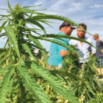 Canada’s hemp industry is now focused on the top part of the plant, the flower, leaves and other tissues, which contains CBD. Most of the hemp producers in Canada are looking for ways to efficiently harvest the plant tissue, so processors can extract CBD and sell it to consumers. | Robert Arnason photo