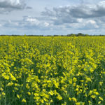 The European Union is increasingly looking like it could be the saviour for the Canadian canola industry in 2019-20.
| File photo