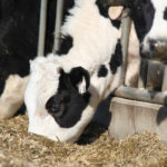 Unveiling the compensation package today in Compton, Que., agriculture minister Marie-Claude Bibeau said the dollars will be doled out over eight years to the country's nearly 11,000 dairy farmers. | File photo