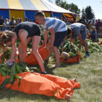 The annual Taber Cornfest includes a corn-stuffing contest, where teams stuff as much corn as possible into coveralls worn by a partner. | File photo
