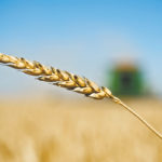 Total Canadian wheat production for 2019/20 is now forecast at 32.500 million tonnes, which compares with the July forecast of 32.000 million and the year-ago level of 31.769 million tonnes. If realized, that would mark the second-largest Canadian wheat crop on record. | File photo