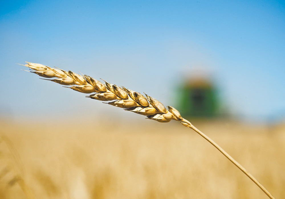 Total Canadian wheat production for 2019/20 is now forecast at 32.500 million tonnes, which compares with the July forecast of 32.000 million and the year-ago level of 31.769 million tonnes. If realized, that would mark the second-largest Canadian wheat crop on record. | File photo