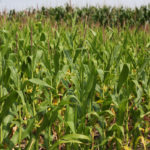 On Tuesday, corn yield potential averaged 166 bushels per acre (bpa) through nine stops in the Indiana counties of Benton, Cass, Howard, Jasper, Miami, Tipton and White. That is down from last year's crop tour average in those areas of 178.7 bpa and those counties' three-year tour average of 173 bpa. | File photo