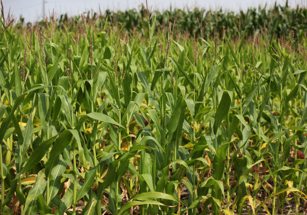 On Tuesday, corn yield potential averaged 166 bushels per acre (bpa) through nine stops in the Indiana counties of Benton, Cass, Howard, Jasper, Miami, Tipton and White. That is down from last year's crop tour average in those areas of 178.7 bpa and those counties' three-year tour average of 173 bpa. | File photo