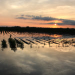 Farmers have complained this month that a government crop report did not reflect damage from historic flooding this spring. They are also frustrated over unsold crops due to the trade war with China, falling farm income and tighter credit conditions. | File photo