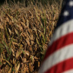 Corn yield potential averaged 173 bushels per acre (bpa) through 10 stops in the Iowa counties of Iowa, Poweshiek, Marshall, Tama, Grundy and Butler counties. That is down from last year's crop tour average in those areas of 193.55 bpa and the three-year tour average of 185.23 bpa. | File photo