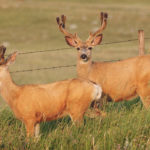 While some studies have shown that CWD could pass from deer species to non-human primates, the real-world studies that have been done don’t seem to bear this out. | File photo