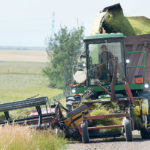 David Kuebler harvests feed with a self-designed silage cutter along roadside ditches to feed his herd of 200 cattle located in Parkland, Alta. It takes him about 10 days to cut silage in ditches along rural roads from Claresholm north to Nanton. | Mike Sturk photo