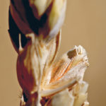 Genome Canada and the University of Saskatchewan announce a $14.2 million project to identify new sources of genetic variation in wheat and use advanced techniques to incorporate useful genes into new varieties. | File photo