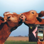 A Tinder-inspired app called Tudder helps farmers match up potential genetic lines for their cattle. | REUTERS/Matthew Stock photo
