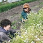 Janine and Amelia van Farn gather coriander to add to their community shared agriculture boxes at the Tsawwasen farm school. The school earns an income by supplying produce to local community shared agriculture program members. | Barbara Duckworth photo