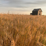 If the dairy industry is getting government money over trade issues, why not grain farmers?
| Paul Yanko photo