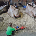 Whether dairy or beef, a resolution to the former NAFTA trade agreement will be welcomed by producers on both side of the border. Last week a boy was minding his family’s show cattle at the Iowa State Fair in Des Moines, Iowa. | REUTERS/Brian Snyder