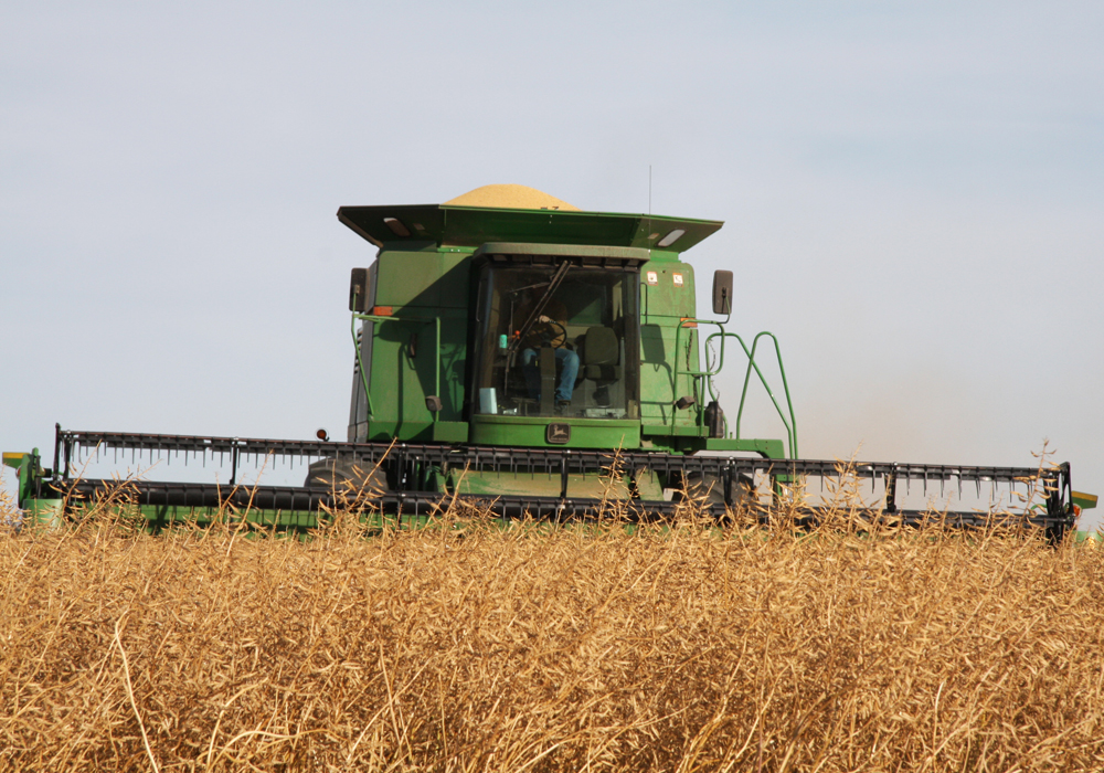Mustard prices have remained stagnant throughout 2019.  | File photo