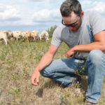 Hans Myhre farms south of Dauphin, Man., and searches for green shoots of grass on his pasture in the middle of August. Myhre’s grazing land is better than most, as some Manitoba pastures are entirely brown. | Robert Arnason photo