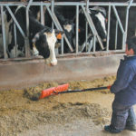 Part of the solution, according to Don Voaklander, a professor and the director of the Injury Prevention Centre at the University of Alberta, is having more producers adopt guidelines that outline age-appropriate farm tasks for children, which expose them to the farm life without hazards.
| File photo