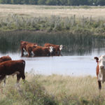 Cyanobacteria flourishes in water that is loaded with nutrients. Livestock defecating or urinating in a dugout can feed the growth of blue-green algae. | File photo