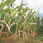 Poor planting conditions throughout Eastern Canada due to cold and wet conditions caused some farmers to delay planting, according to Statistics Canada. | File photo