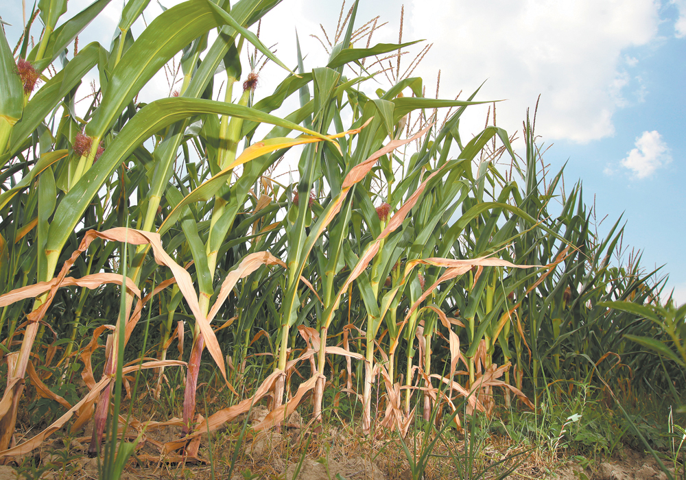 Poor planting conditions throughout Eastern Canada due to cold and wet conditions caused some farmers to delay planting, according to Statistics Canada. | File photo