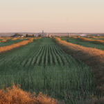 Historically, Stats Can has relied on farmer surveys in July to come up with yield and production data. This year, for Manitoba at least, they have foregone July farmer surveys to estimate yield.
Instead, Stats Can is relying on satellite data, like Normalized Difference Vegetation Index (NDVI). | File photo