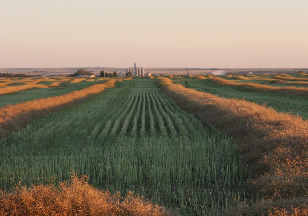 Historically, Stats Can has relied on farmer surveys in July to come up with yield and production data. This year, for Manitoba at least, they have foregone July farmer surveys to estimate yield.

Instead, Stats Can is relying on satellite data, like Normalized Difference Vegetation Index (NDVI). | File photo