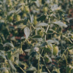 Canada's chickpea crop likely beat earlier expectations, but poor prices may limit farmer sales at harvest time. | File photo