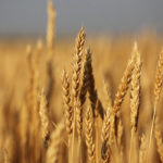 German farmers may harvest a bigger crop than last season, which was also hurt by drought and hot conditions during the growing season. | Michael Raine photo