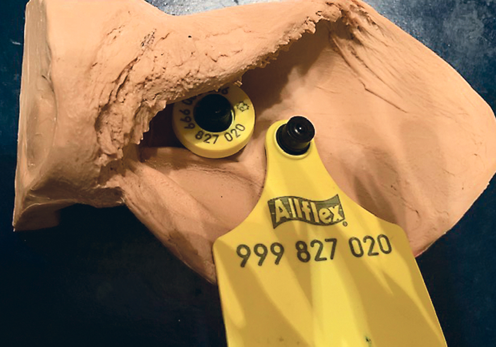 Radio frequency identification tags should be located one-quarter of the way out from the head and in the middle so that the male back end is behind the ear and the thick radio frequency part is in the inside of the ear.  |  Roy Lewis photo